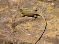 lacerta schreiberi, schreiberÃ¢â¬â¢s green lizard, iberian emerald lizard